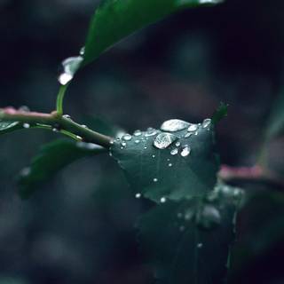 Rainy iPhone wallpaper