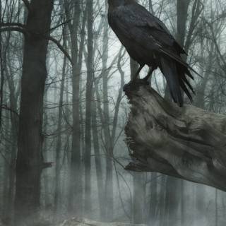 Raven iPhone wallpaper
