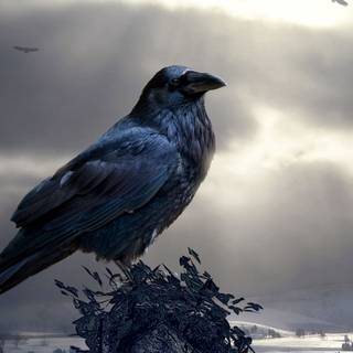 Raven iPhone wallpaper