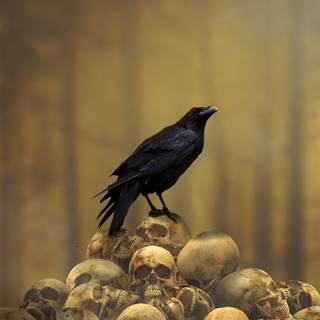Raven iPhone wallpaper