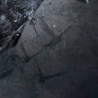 Raven iPhone wallpaper