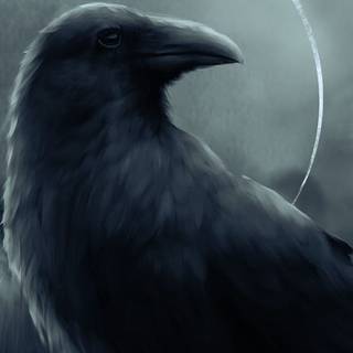 Raven iPhone wallpaper