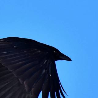 Raven iPhone wallpaper