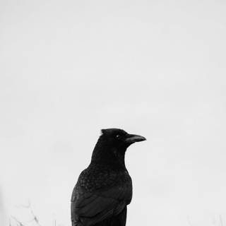 Raven iPhone wallpaper