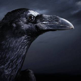 Dark raven wallpaper