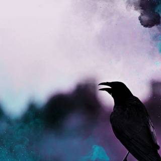 Raven iPhone wallpaper