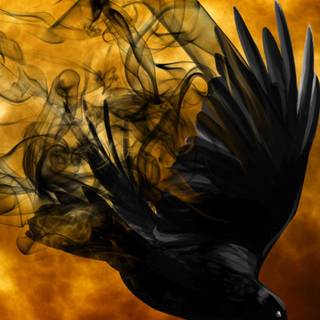 Raven iPhone wallpaper