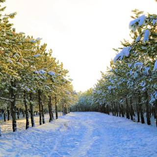 Winter yard wallpaper