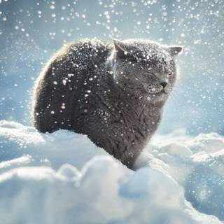 1280x1024 winter wallpaper