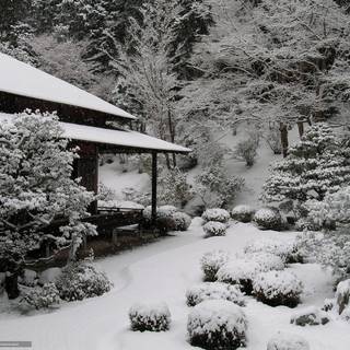 Winter yard wallpaper