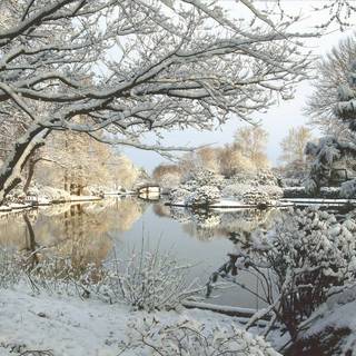 Winter yard wallpaper