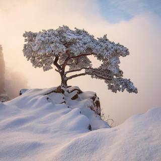 1280x1024 winter wallpaper