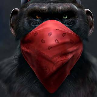 Monkey iPhone wallpaper