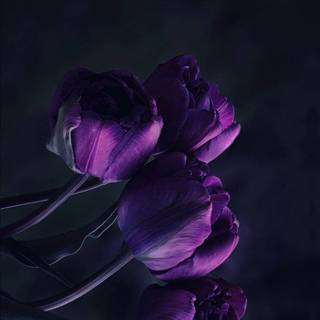 Dark purple iPhone wallpaper