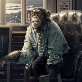 Monkey iPhone wallpaper