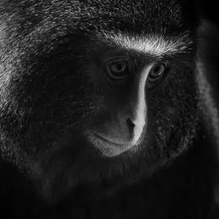 Monkey iPhone wallpaper