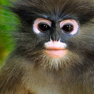 Monkey iPhone wallpaper