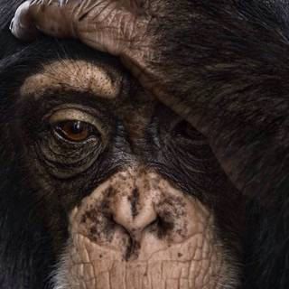 Monkey iPhone wallpaper