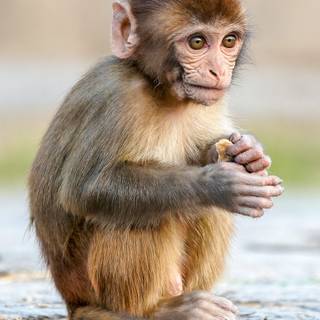 Monkey iPhone wallpaper