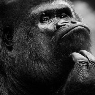 Monkey iPhone wallpaper