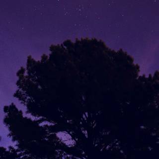 Dark purple iPhone wallpaper