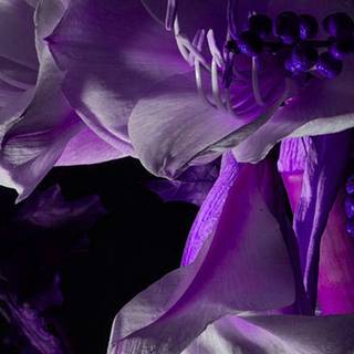 Dark purple iPhone wallpaper