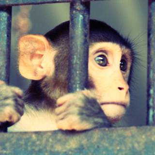 Monkey iPhone wallpaper