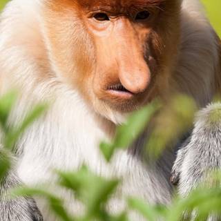 Monkey iPhone wallpaper