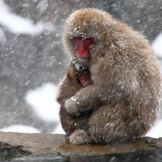 Winter animal PC wallpaper