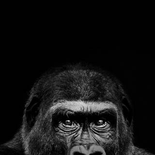 Monkey iPhone wallpaper
