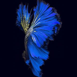 Navy blue iPhone wallpaper