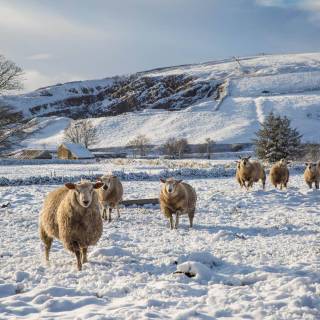 Sheep winter wallpaper