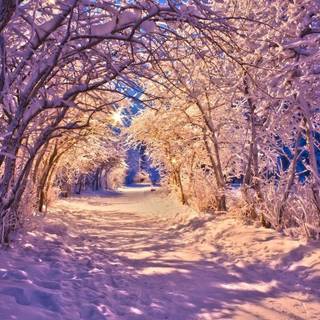 Purple winter scenery wallpaper