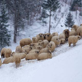 Sheep winter wallpaper