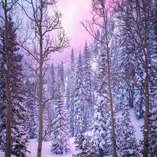 Purple winter scenery wallpaper