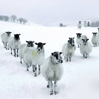 Sheep winter wallpaper