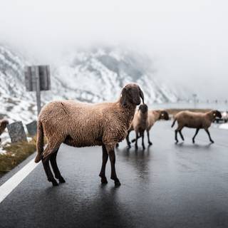 Sheep winter wallpaper