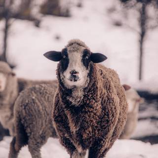 Sheep winter wallpaper