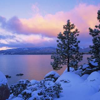 Purple winter scenery wallpaper