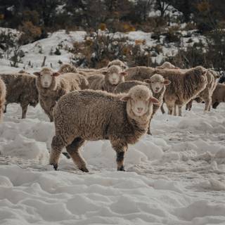 Sheep winter wallpaper