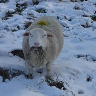 Sheep winter wallpaper