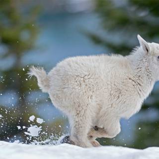 Sheep winter wallpaper