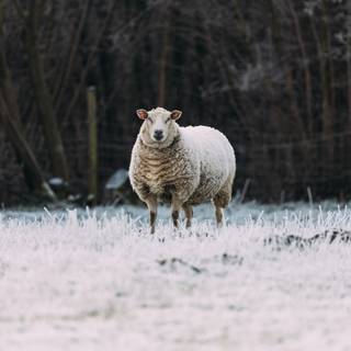 Sheep winter wallpaper
