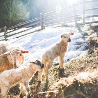 Sheep winter wallpaper