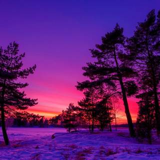 Purple winter scenery wallpaper