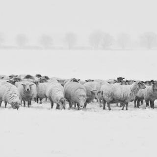 Sheep winter wallpaper