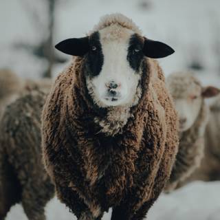 Sheep winter wallpaper