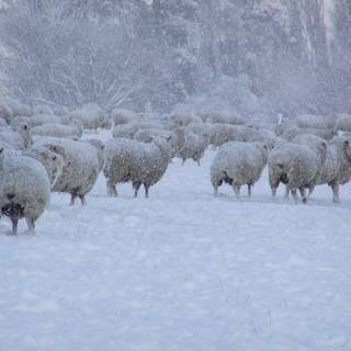 Sheep winter wallpaper
