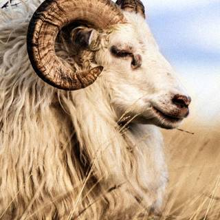 Sheep winter wallpaper