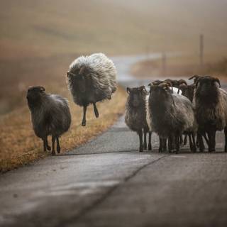 Sheep winter wallpaper